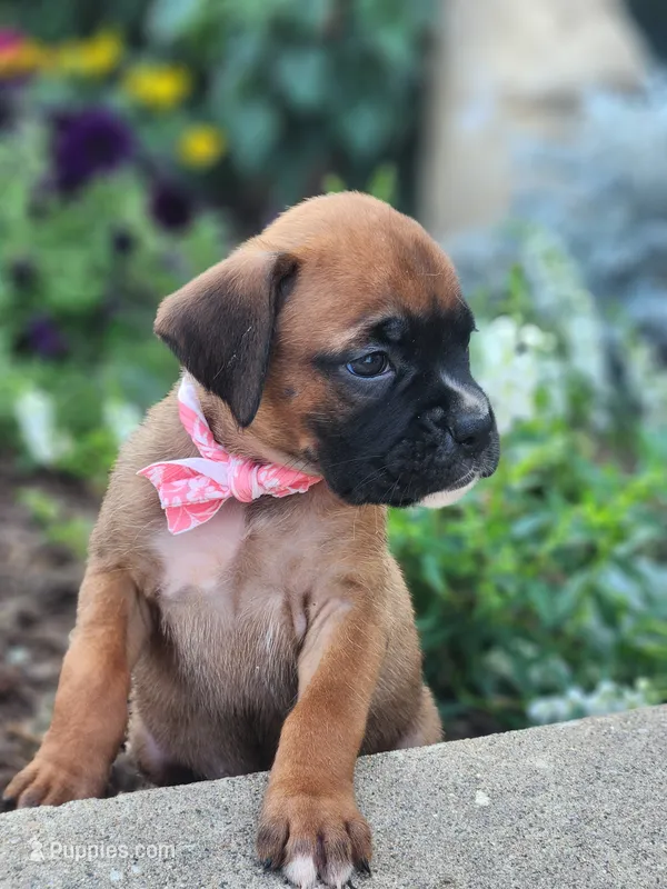 Fiona – Boxer puppy for sale in Cantril, IA