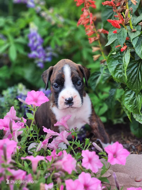 Floris – Boxer puppy for sale in Cantril, IA