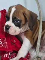 Brad, a male Boxer for sale in Cantril, IA – 3 of 3