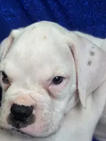 Buddy, a male Boxer for sale in Cantril, IA – 2 of 3