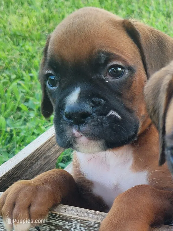 Felix – Boxer puppy for sale in Cantril, IA