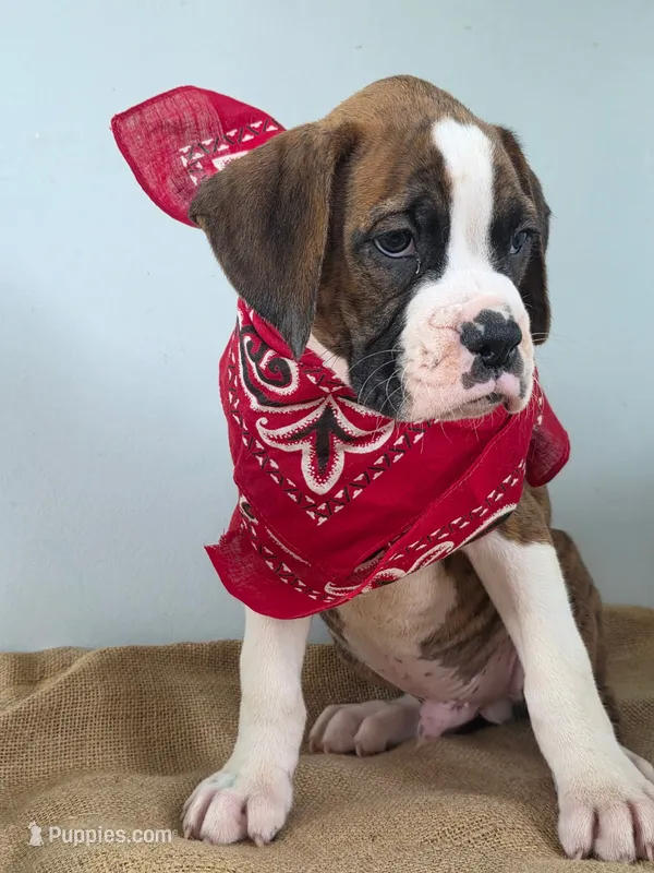 Bentley  – Boxer puppy for sale in Cantril, IA