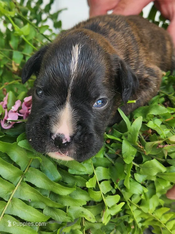 Fortune – Boxer puppy for sale in Cantril, IA