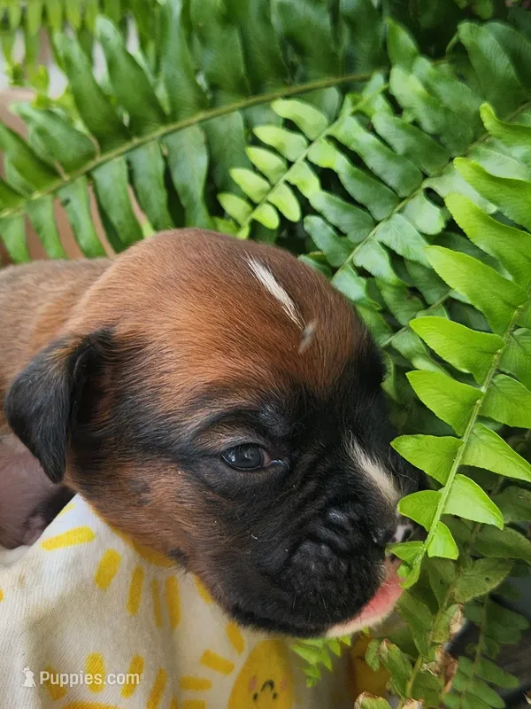 Felix – Boxer puppy for sale in Cantril, IA