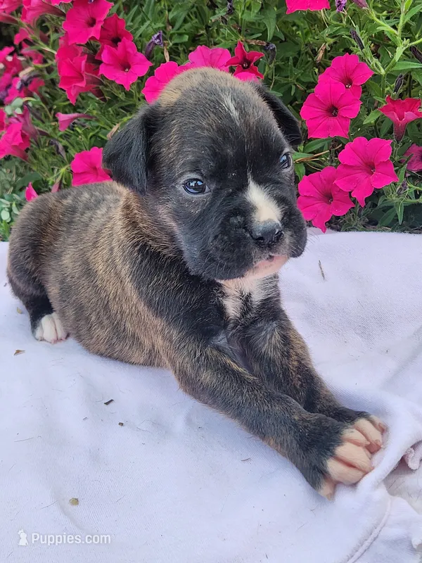 Fortune – Boxer puppy for sale in Cantril, IA
