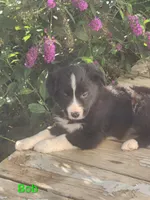 Bob, a male Border Collie for sale in Cantril, IA – 2 of 2