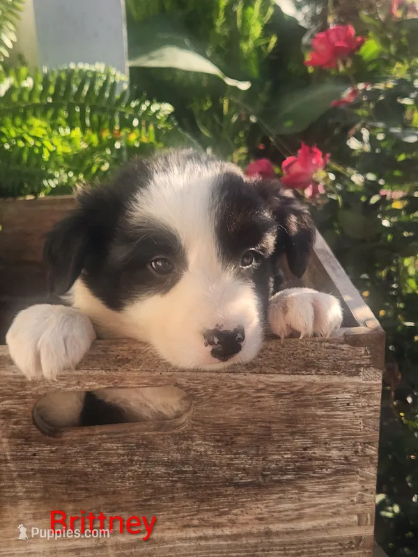 Brittany  – Border Collie puppy for sale in Cantril, IA