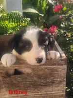 Brittany , a female Border Collie for sale in Cantril, IA – 1 of 2