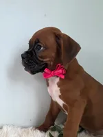 Bessie, a female Boxer for sale in Cantril, IA – 2 of 2