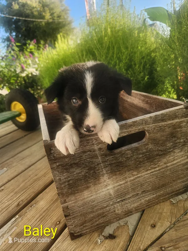 Baley – Border Collie puppy for sale in Cantril, IA