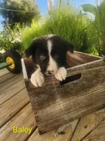 Baley, a male Border Collie for sale in Cantril, IA – 1 of 2