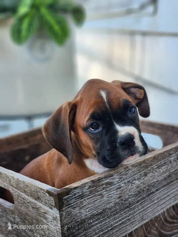 Frank – Boxer puppy for sale in Cantril, IA