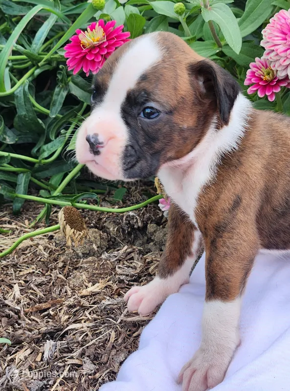 Fancy – Boxer puppy for sale in Cantril, IA
