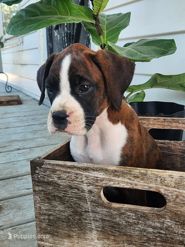Floris – Boxer puppy for sale in Cantril, IA