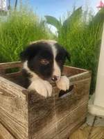 Baley, a male Border Collie for sale in Cantril, IA – 2 of 2