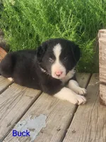 Buck, a male Border Collie for sale in Cantril, IA – 1 of 1