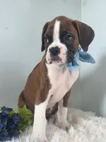 Buxton, a male Boxer for sale in Cantril, IA – 1 of 3