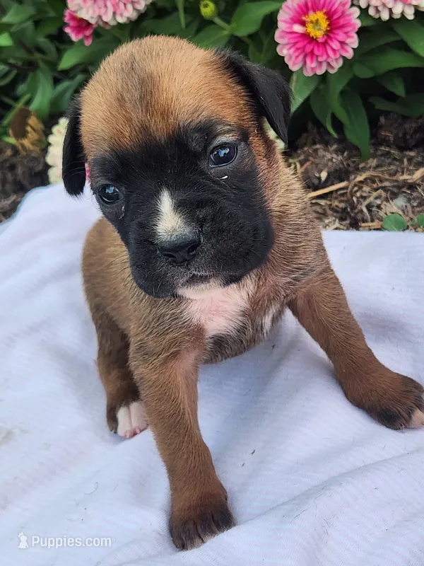 Fiona – Boxer puppy for sale in Cantril, IA