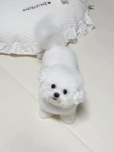 Gina , a female Bichon Frise for sale in Los Angeles, CA – 10 of 10