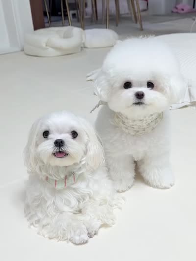 Bichon frise/ Maltese mix, a female Bichon Frise and Maltese for sale in Los Angeles, CA – 1 of 1
