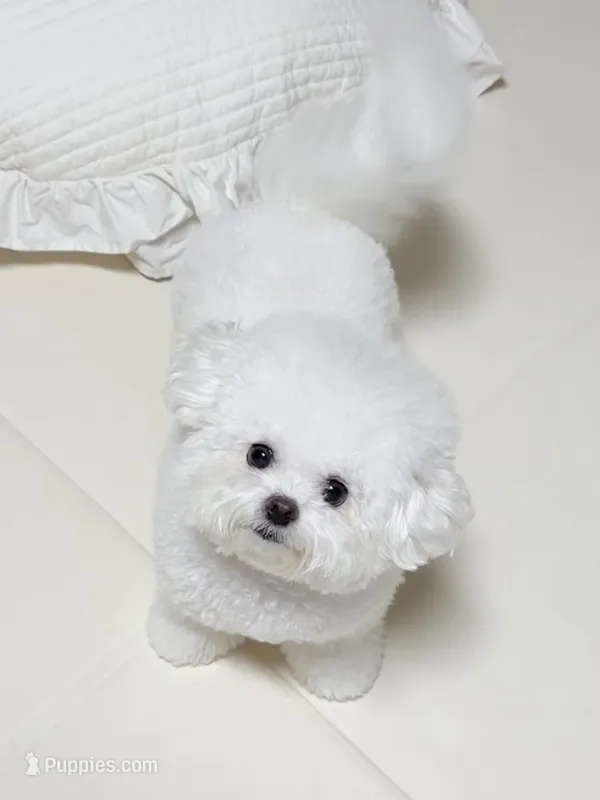 Gina  – Bichon Frise puppy for sale in Los Angeles, CA