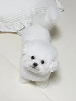 Gina , a female Bichon Frise for sale in Los Angeles, CA – 1 of 10
