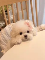 Gina , a female Bichon Frise for sale in Los Angeles, CA – 2 of 10