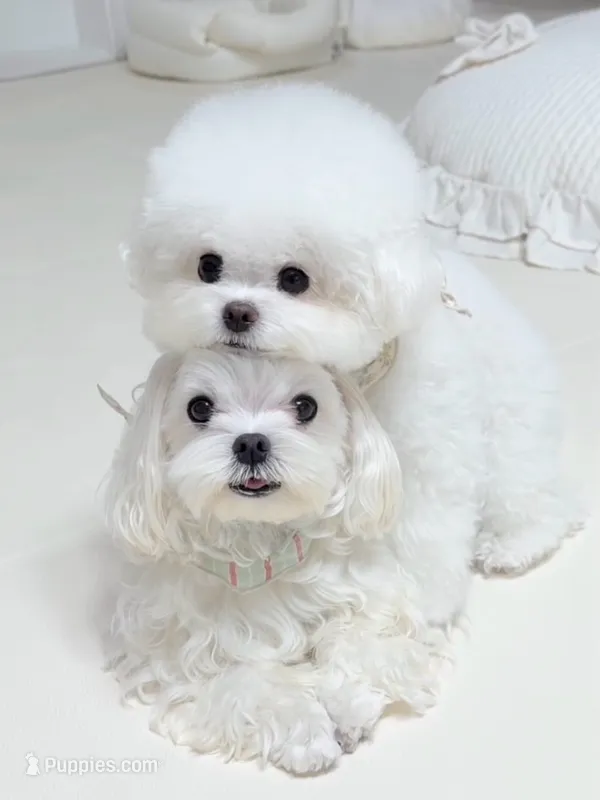 Bichon frise/ Maltese mix – Bichon Frise, Maltese puppy for sale in Los Angeles, CA
