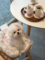 Gina , a female Bichon Frise for sale in Los Angeles, CA – 3 of 10