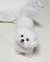 Gina , a female Bichon Frise for sale in Los Angeles, CA – 7 of 10