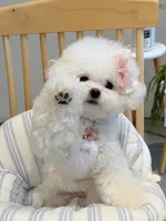 Gina , a female Bichon Frise for sale in Los Angeles, CA – 6 of 10
