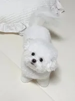 Gina , a female Bichon Frise for sale in Los Angeles, CA – 5 of 10