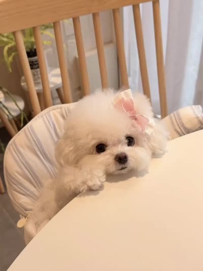 Gina , a female Bichon Frise for sale in Los Angeles, CA – 4 of 10
