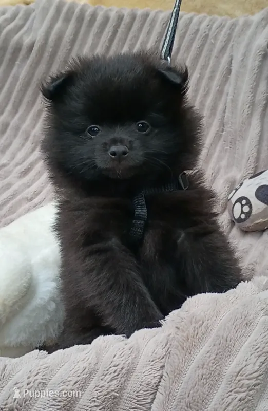 JET- Jet Black – Pomeranian puppy for sale in Lebanon, OR