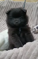 JET- Jet Black, a male Pomeranian for sale in Lebanon, OR – 1 of 10