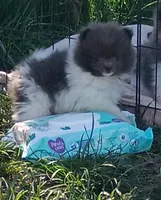'Felix', a male Pomeranian for sale in Lebanon, OR – Photo 2 of 10