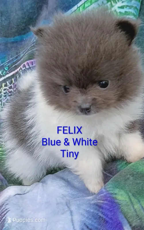 'Felix' – Pomeranian puppy for sale in Lebanon, OR
