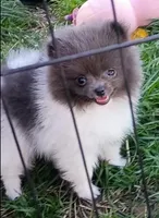 'Felix', a male Pomeranian for sale in Lebanon, OR – Photo 3 of 10