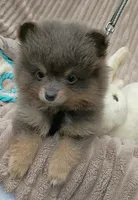 COAL- Blue & Tan, a male Pomeranian for sale in Lebanon, OR – 4 of 10