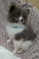 PLUTO- Blue & White Parti/Small, a male Pomeranian for sale in Lebanon, OR – 2 of 10