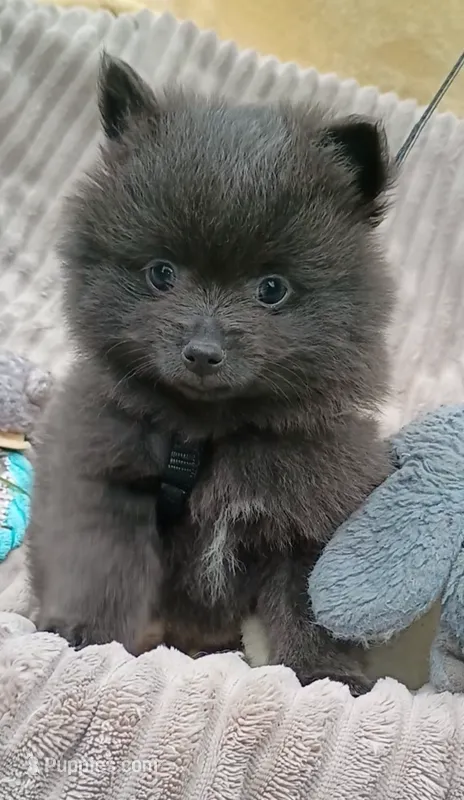 SLATE- Solid Blue – Pomeranian puppy for sale in Lebanon, OR