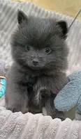 SLATE- Solid Blue, a male Pomeranian for sale in Lebanon, OR – 1 of 10