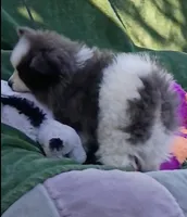 Zeek, a male Pomeranian for sale in Lebanon, OR – 8 of 10