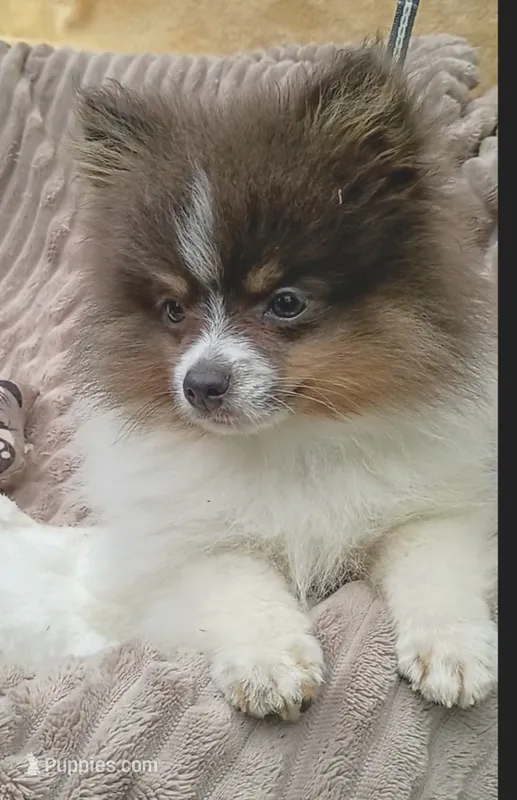 MICKY- Blue & Tan Parti – Pomeranian puppy for sale in Lebanon, OR