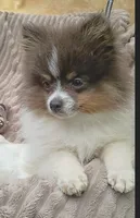 MICKY- Blue & Tan Parti, a male Pomeranian for sale in Lebanon, OR – 1 of 10