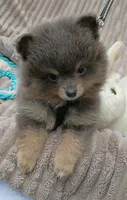 COAL- Blue & Tan, a male Pomeranian for sale in Lebanon, OR – 2 of 10