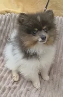 DONALD- Blue & Tan Parti, a male Pomeranian for sale in Lebanon, OR – 3 of 10