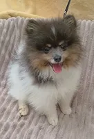 DONALD- Blue & Tan Parti, a male Pomeranian for sale in Lebanon, OR – 2 of 10