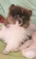 DONALD- Blue & Tan Parti, a male Pomeranian for sale in Lebanon, OR – 7 of 10