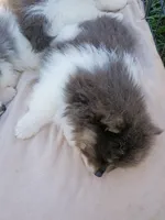 'Donald', a male Pomeranian for sale in Lebanon, OR – Photo 4 of 5